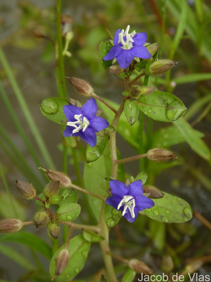 Hydrolea zeylanica (L.) Vahl